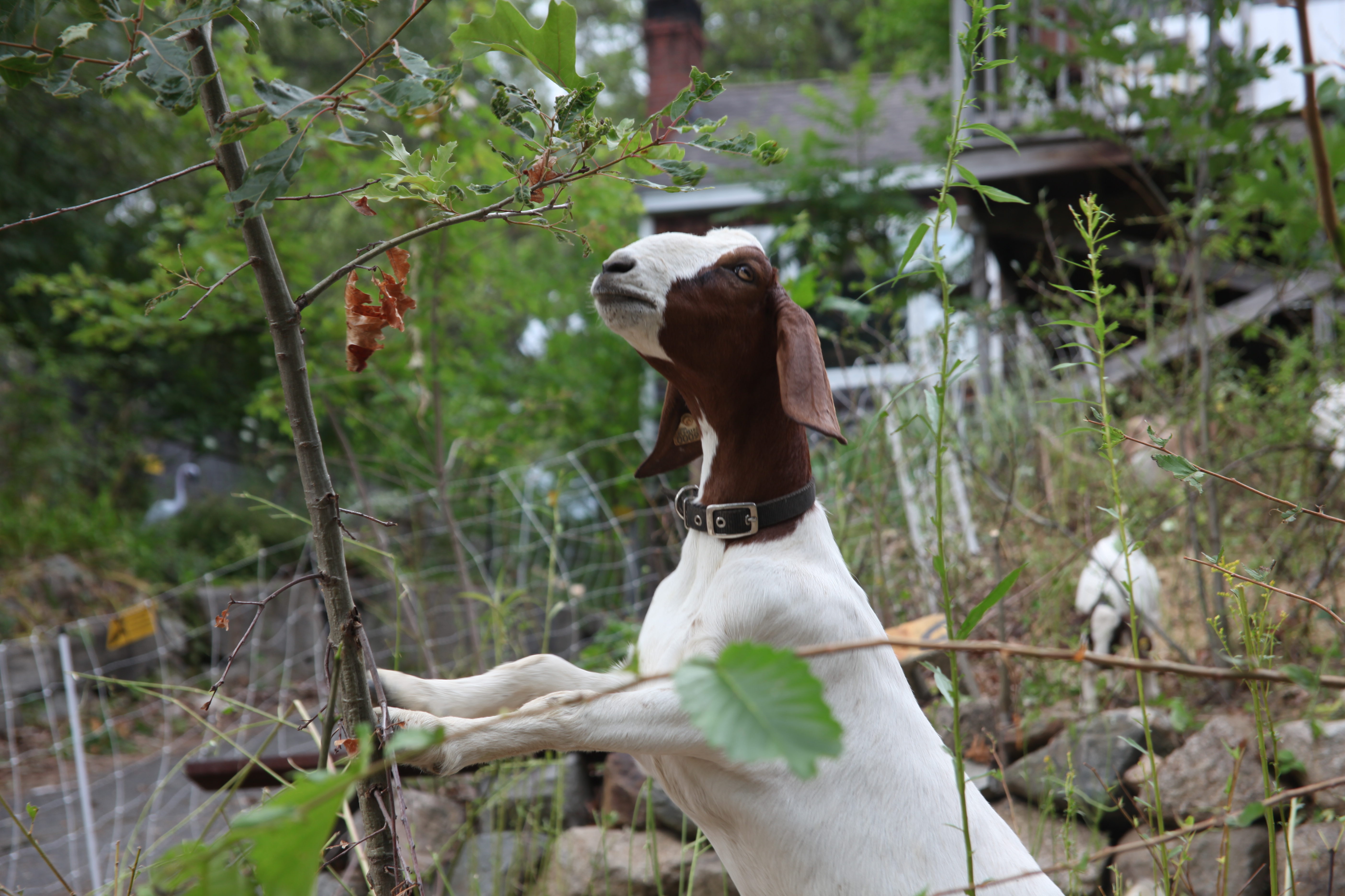 Massachusetts city brings in goats to eat poison ivy