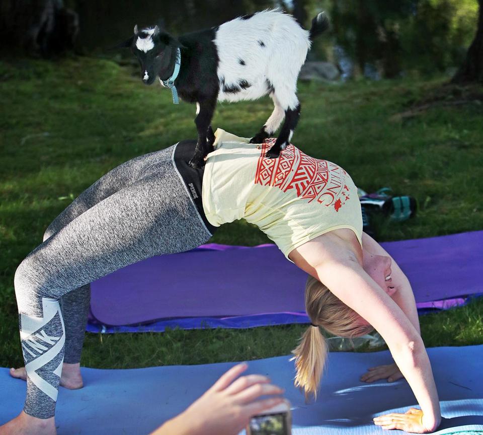 Has life got you down? Try yoga with the goats