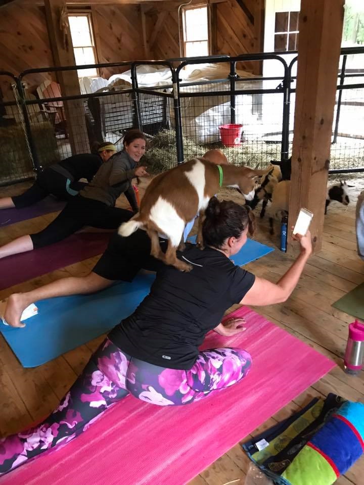 Bahhhh-maste: Georgetown’s Great Rock Farm offers yoga with goats