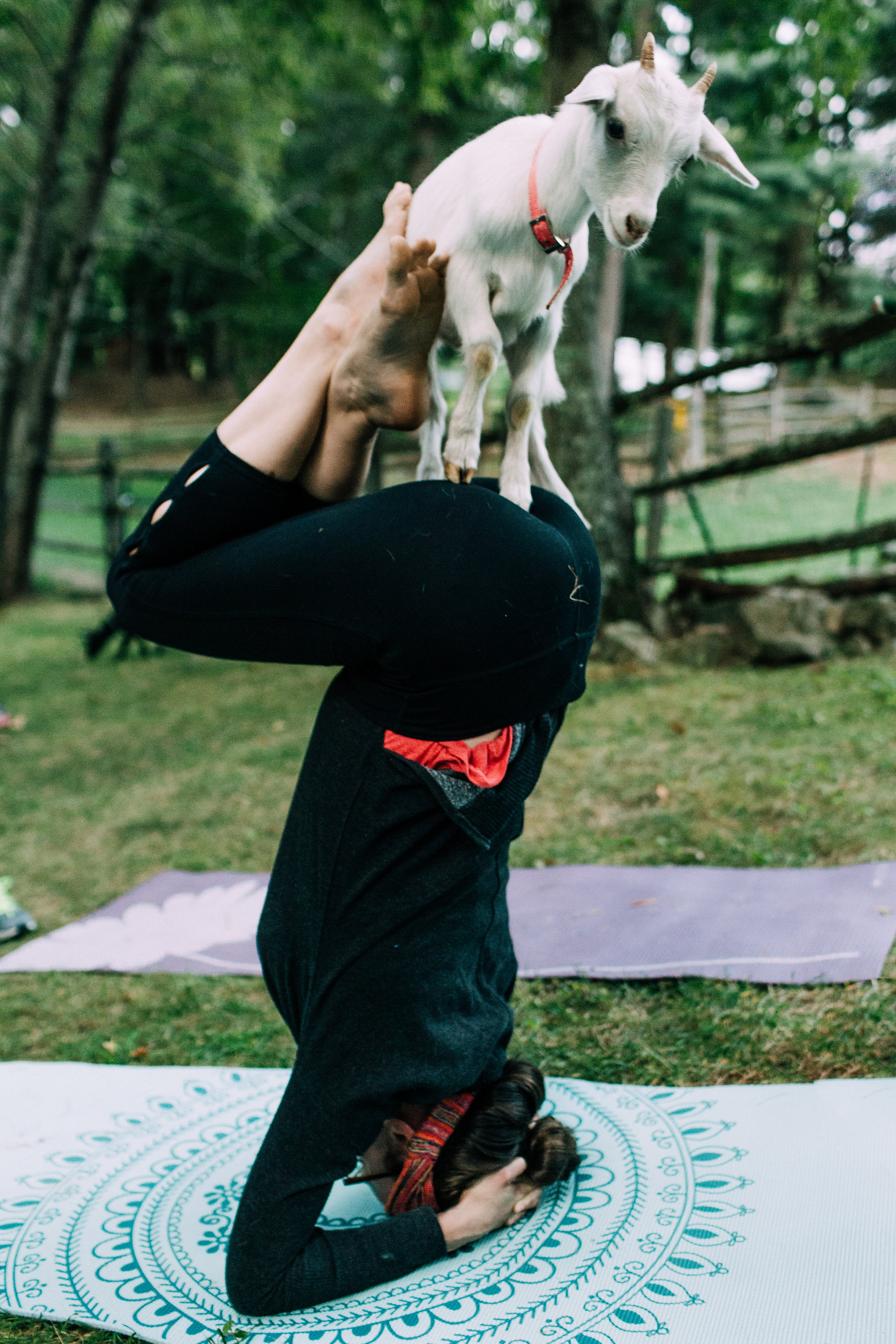 NO KIDDING Yoga with goats? Om… what?