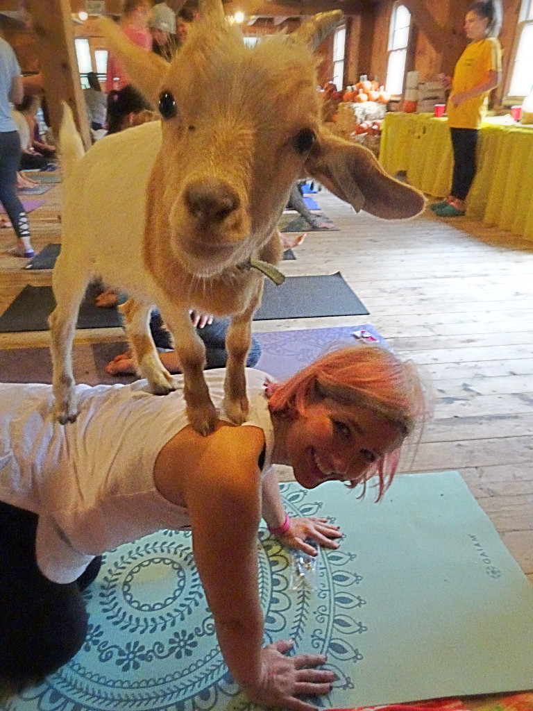 Fashionably Kate Blog: Sunday Funday Fainting Goat Yoga