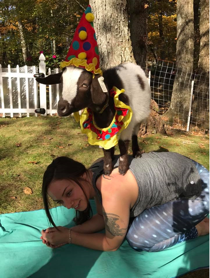 Trick or Bleat: Georgetown’s Goats to Go ends season with Halloween fun