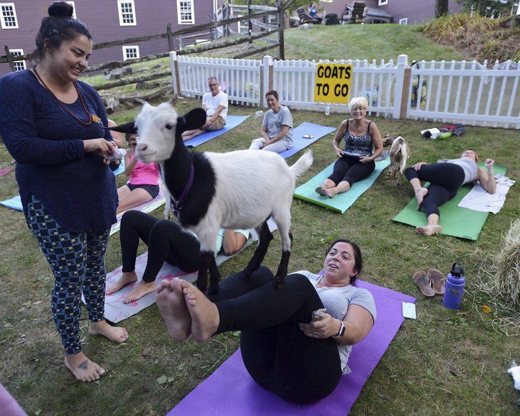 Goat Yoga: Smiles on Faces and Massaging Hoof Prints on Your Back!