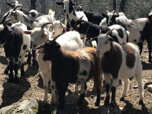 Goat To Go Staff Appreciation – Social Media Blast!