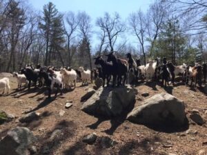 Goats To Go – Only in Massachusetts