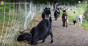 Bleating goats go where no weed whacker can in Lowell