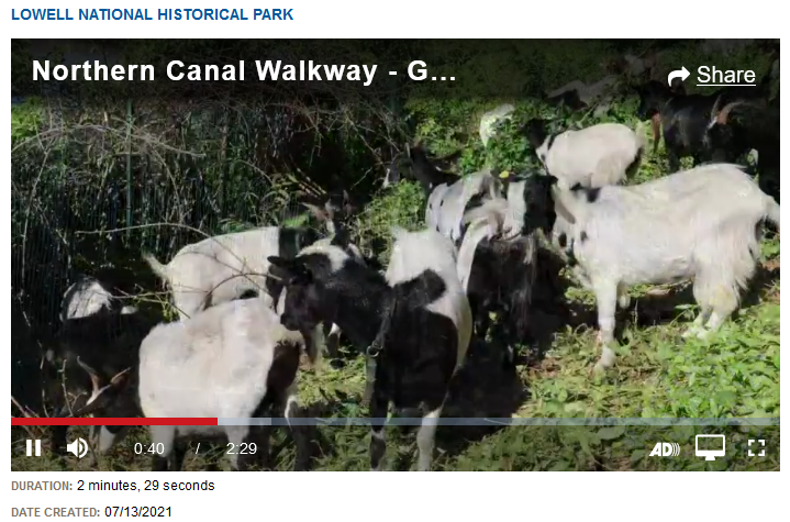 Northern Canal Walkway – Goats to the Rescue