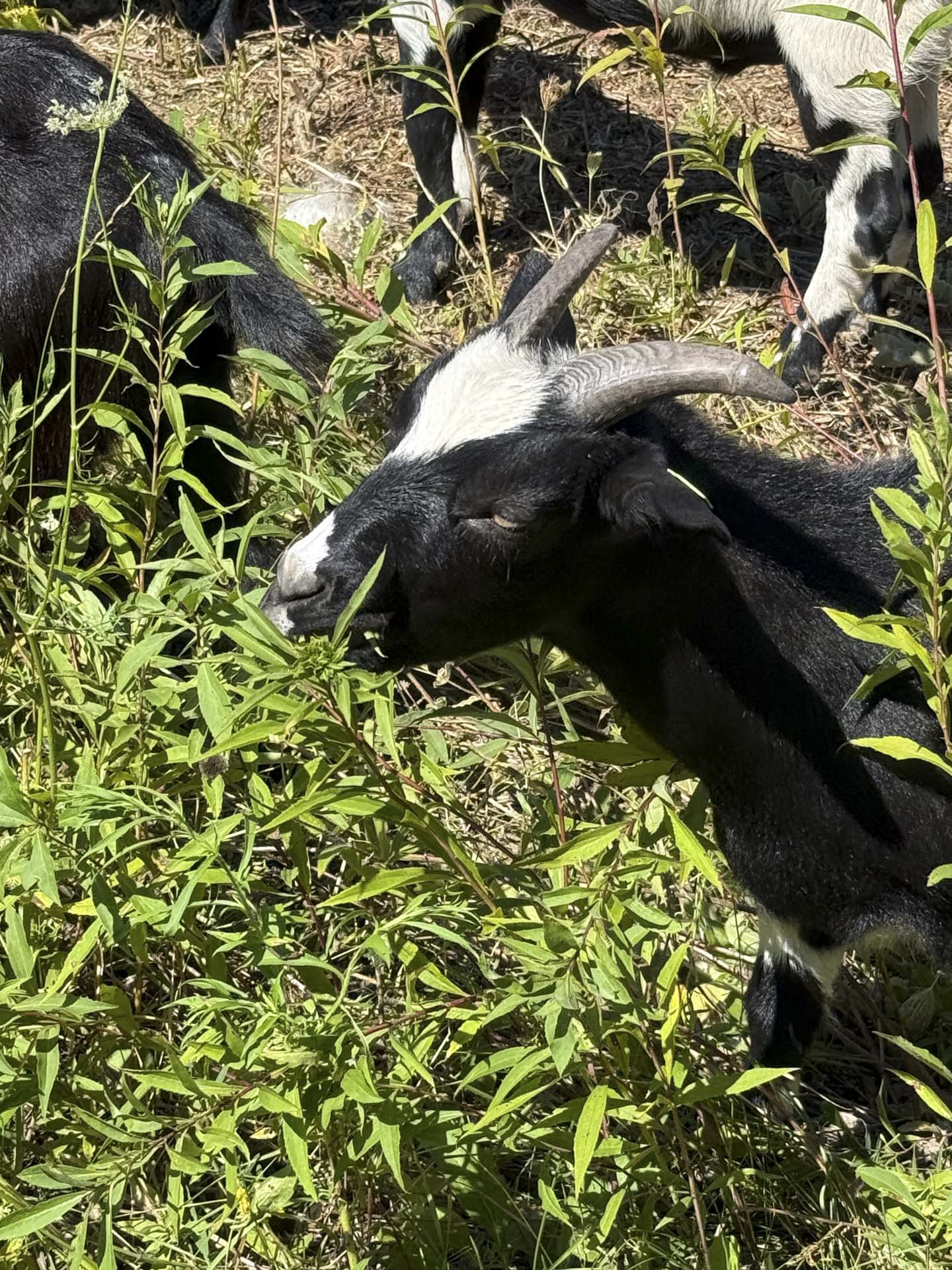 hansel the goat eating at georgetown town gardens